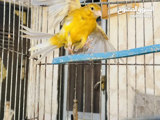 فحل كنا. ماوردي ابو فراخ