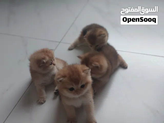 قطط سكوتش فولد ذهبية
