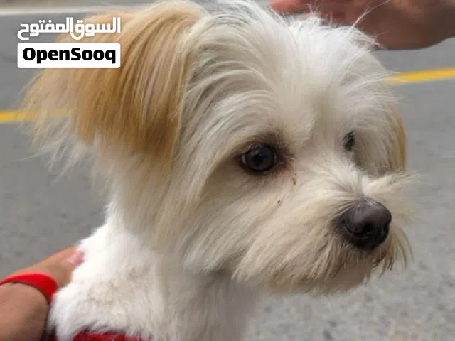 كلب مارتيزر