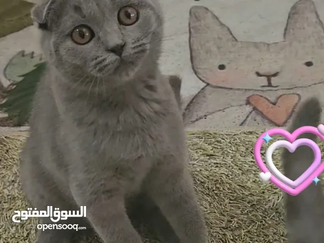 * MashaAlla *Adorable pure Schottish fold blue kittens ( male and females )