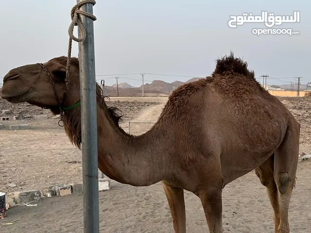 قليصه للبيع طبيع يركبها الجاهل