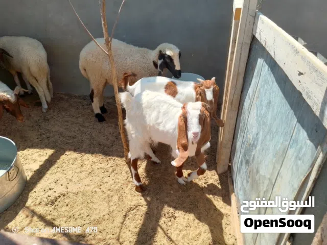 كوبية مشاء الله