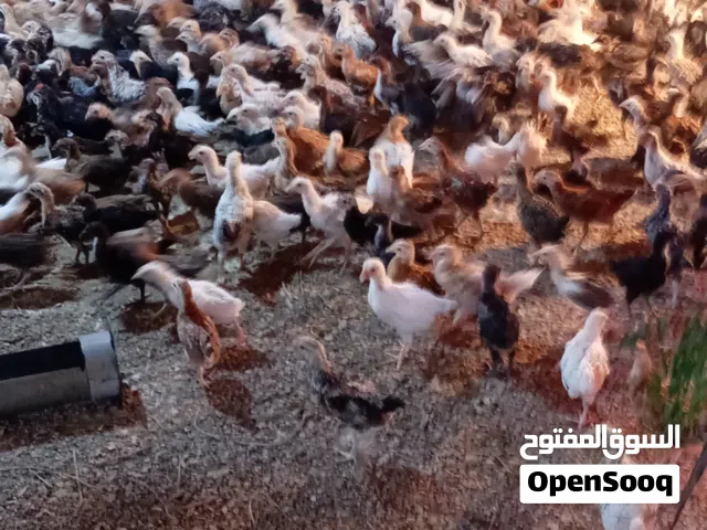 دجاج السويق