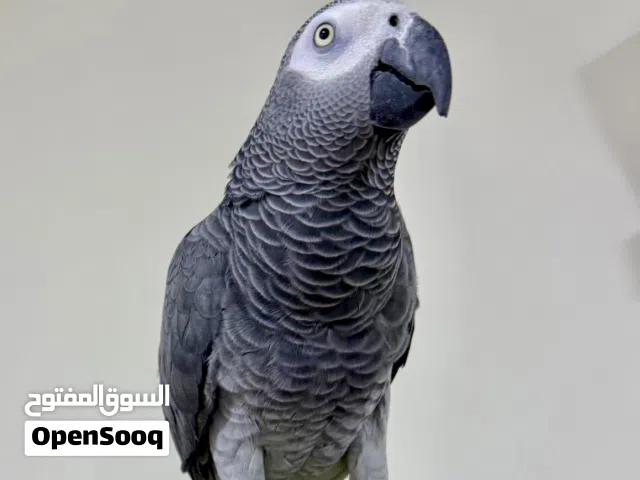 ببغاءً كاسكو اليف ومتكلم محلق