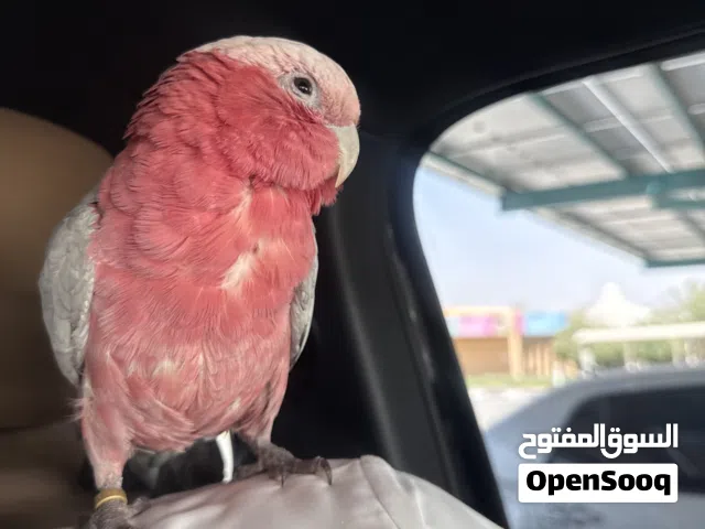 كوكاتو قالا - حجم الطير عادي