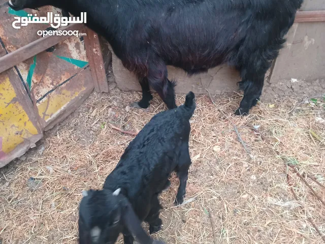 عنزه شاميه