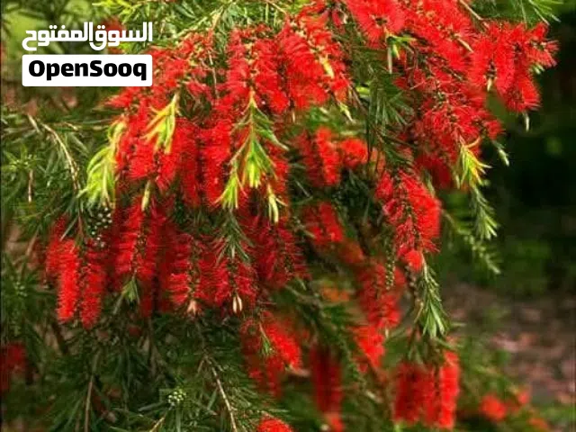 تنسيق حدائق وبناء شلالات وباربكيو