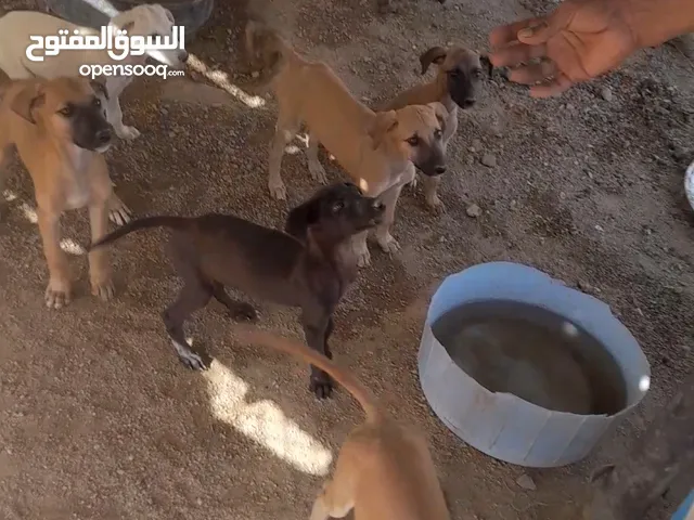 سلوقي انقليزي