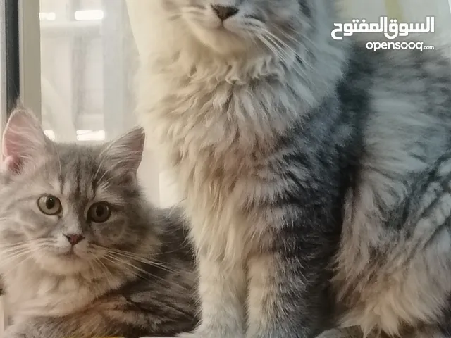 للتبني قطين للبيع ذكر و انثى اخوان ، العمر 7