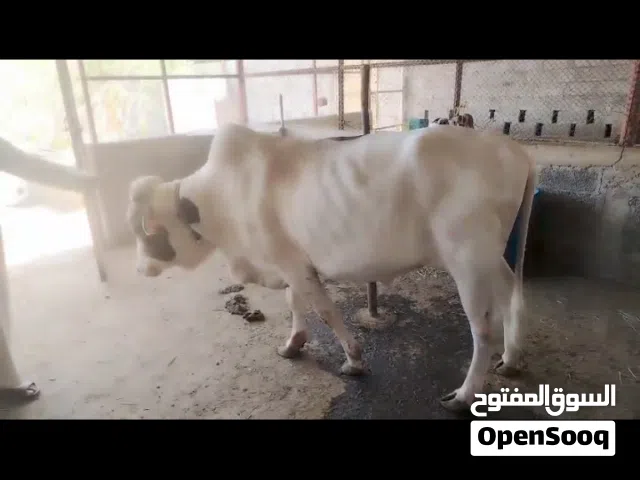 ثور ضخم عماني سمين