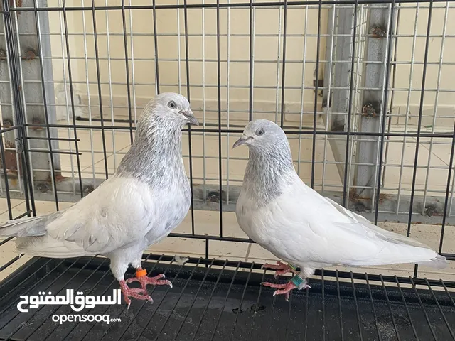 للبيع حمام مستوى اول