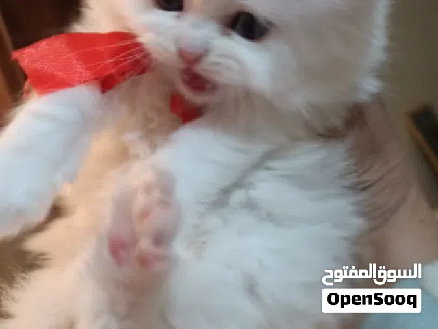 بيع قطط شيرازي