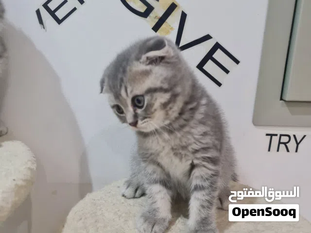 World cup 2026 team Super pure scottish fold short hair  all are male for adobtion in dubai with fee