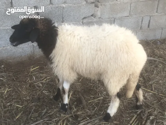 زوز فطايم علو ومد وطول الله يبارك مكسبات ليهم فترة