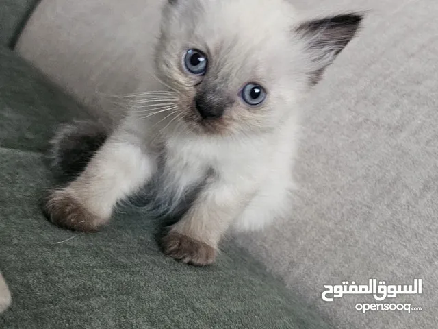 قطط هملايا للبيع ألطف وأجمل صحاب للبيت  صحية، مطعمة، وبتعشق اللعب