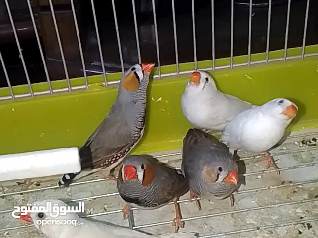 جوز جنه للبيع