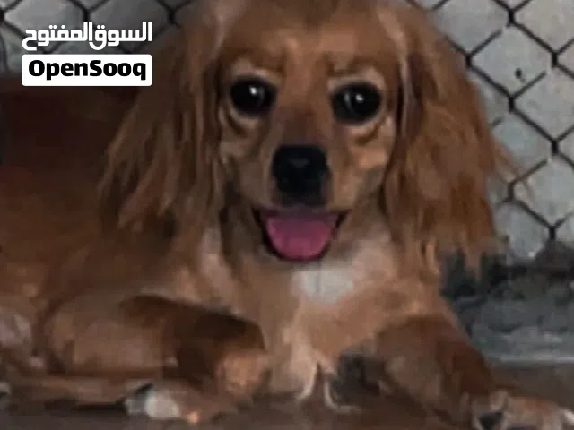 ذكر كوكر و انثى ملقحه