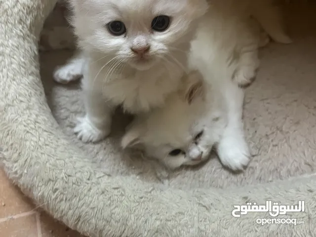 Persian/ Sherazi cat — Gift …