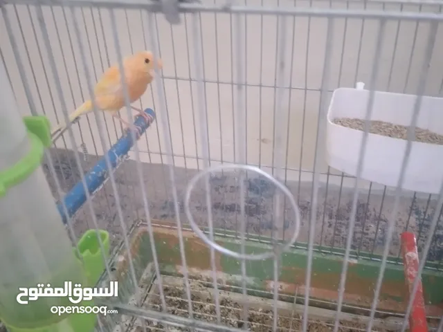 فحل عمر 7 شهور للبيع مع القفص
