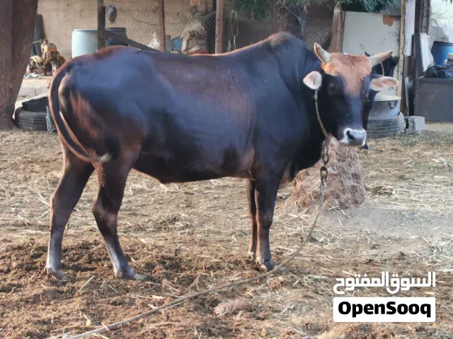 ثور محلي من المزرعة طعام الدار ثور سمين ماعلية كلام حق تربية او ذبح ما شاء الله سمين