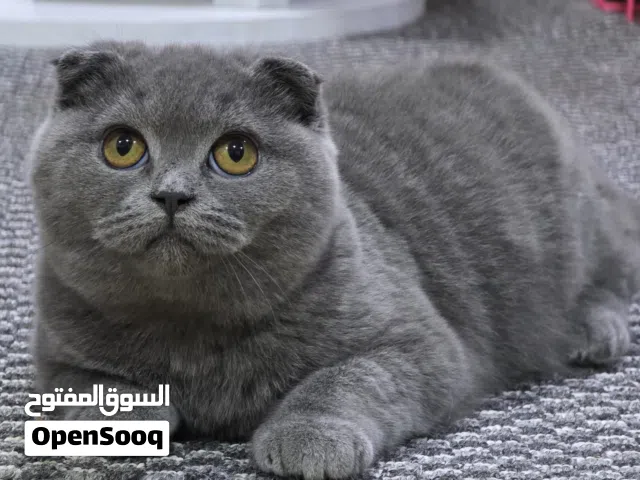Scottish fold