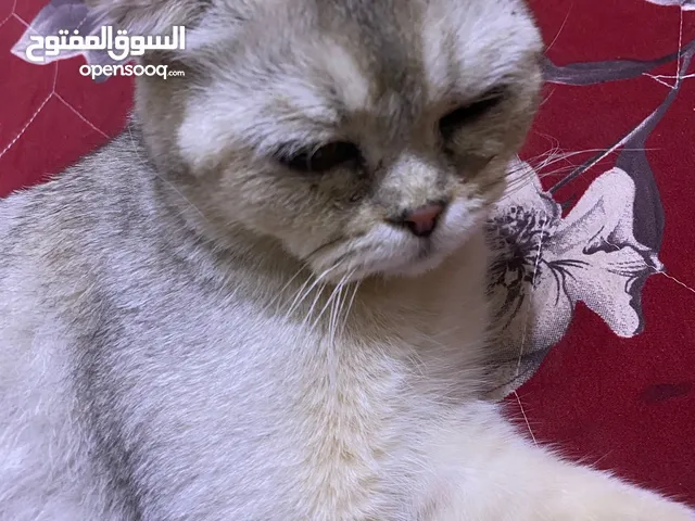 البيع بسعر مناسب