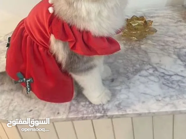 قطة عمرها 9 اشهر انثى مطعمة كل تطعيماتها