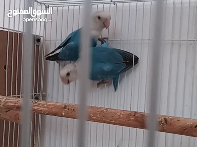 زوج لافبيرد