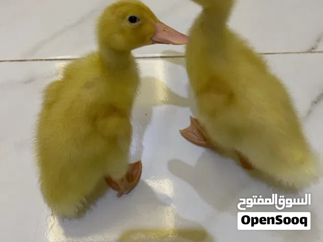 بط للبيع من عمر 9 اللي 8 ايام