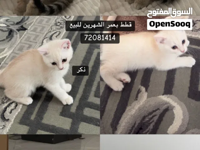 قطط سكوتش ستريت بحاله سليمه للبيع