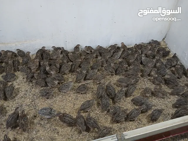 متوفر لدينا فري (السمان) ذبخ +بياض