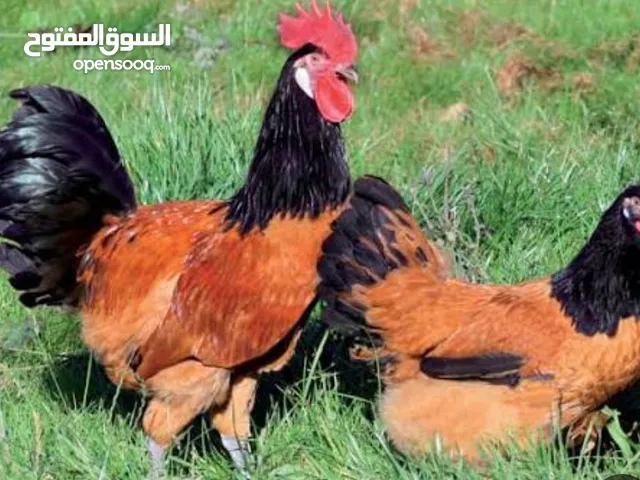 متخصصون في انتاج كتاكيت دجاج زينة