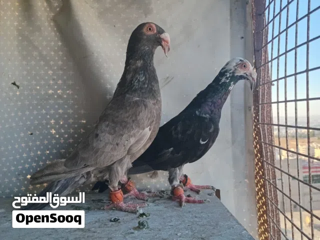 جواز شغاله للبيع جواز نخب