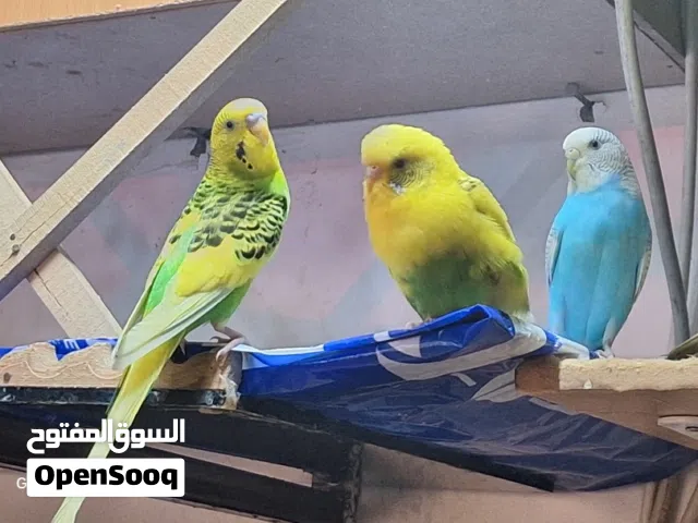 three healthy birds for sale