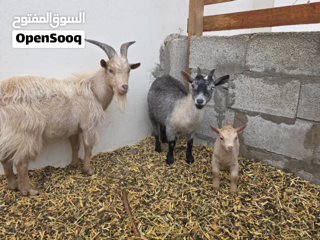 ماعز قزم للبيع ذكر وأنثى وولدهم