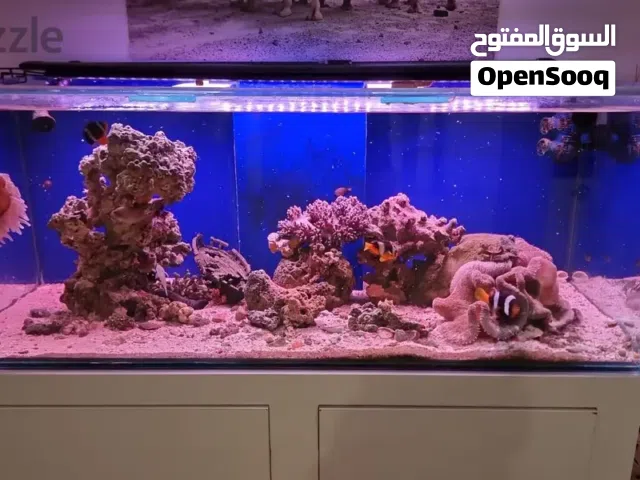 Stunning Large Saltwater Aquarium Setup – Complete & Ready to Run