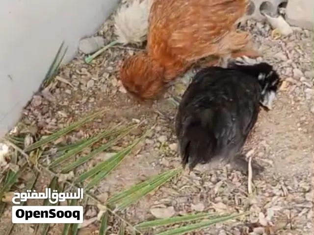 مستعجل على بيعتهن نضيفات مال بيت