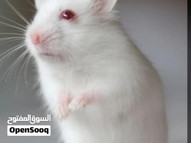 female hamster white