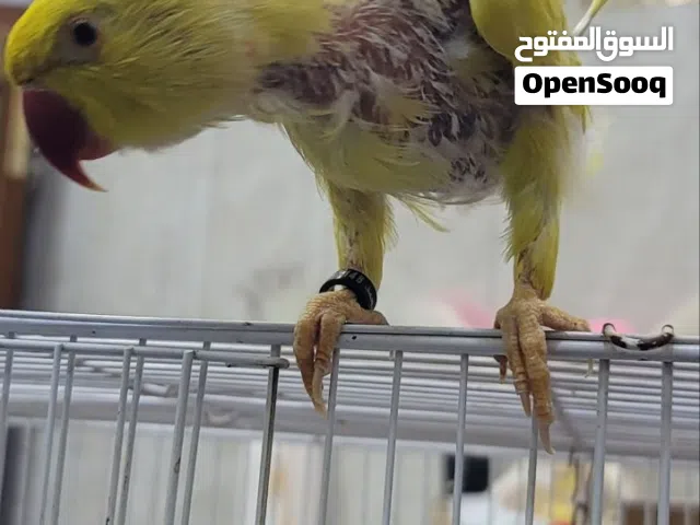 بغبغاء درة اصفر اليف للبيع  اليف طينه متكلم وبي عدة كلمات (فطم.  مريم. السلام عليكم. الله اكبر.حبيب)