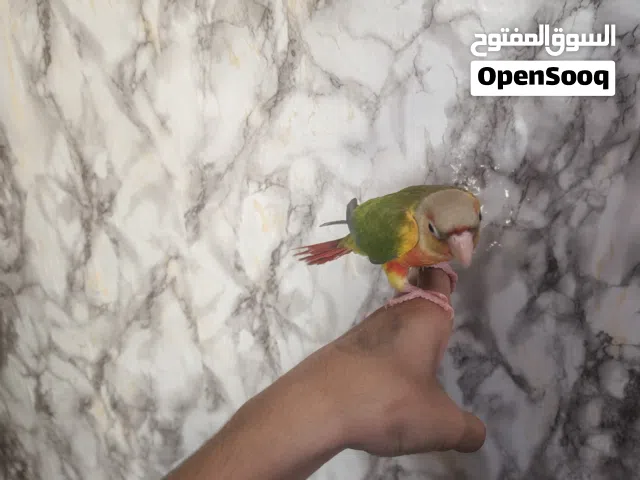 كنيور انناسي اقرة الوصف مهم