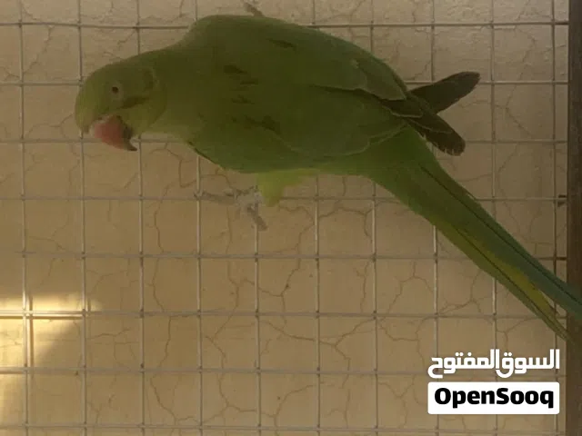 ببغاء الدره