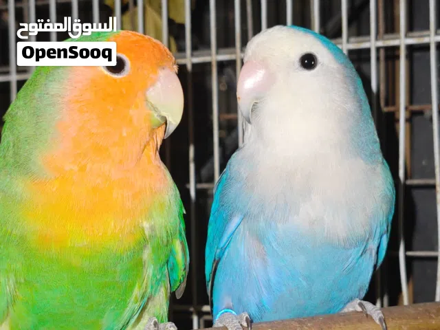 للبيع زوج روز جميل وشغل احجام ..