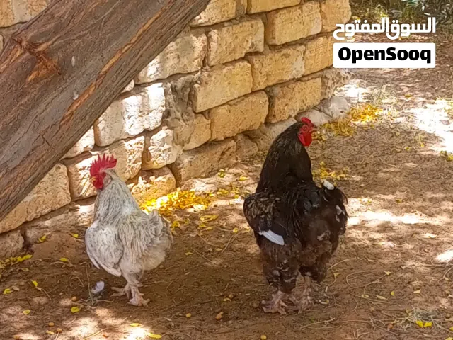 2ديوك ربي يبارك براهما