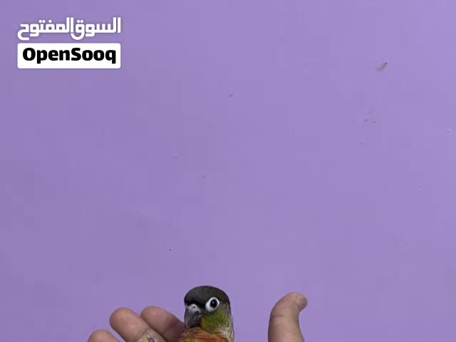 بغبغاء كنيور اليف بمعنى الكلمه