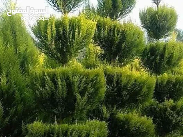 قص وتقليم الاشجار