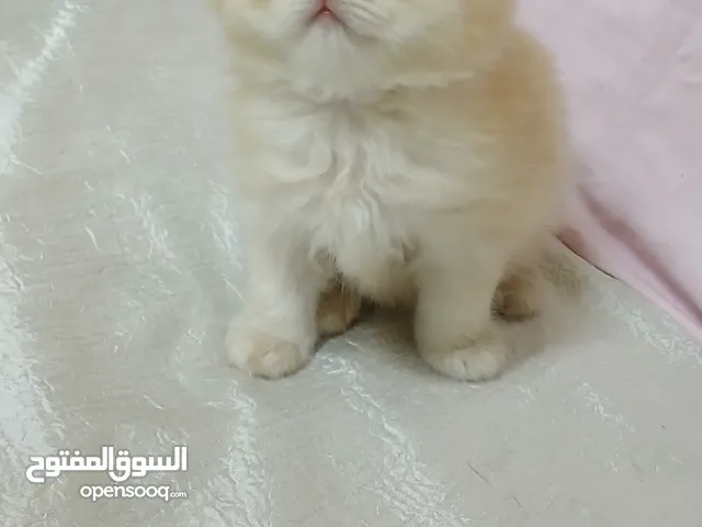 بنت هاف بيكى