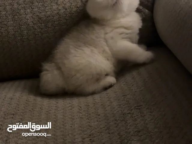 سكوتش تربل فولد