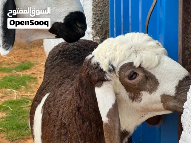نعجه هجين تحتها حوليه السن رباع للبيع