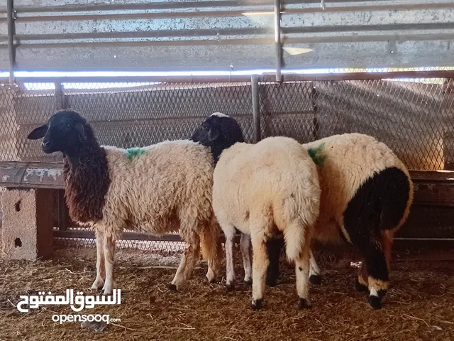 فطايم ربي يبارك