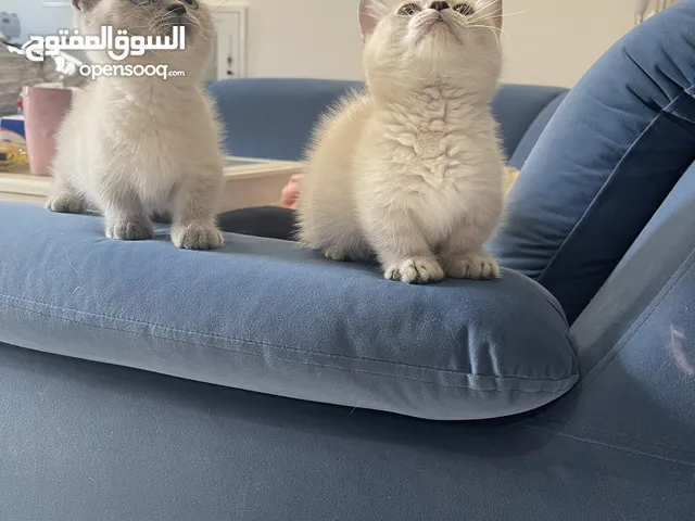 منشكن القط القزم munshkin short legg